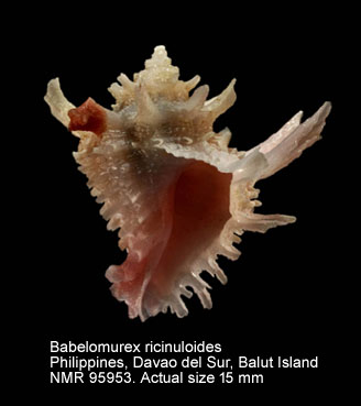 Babelomurex ricinuloides.jpg - Babelomurex ricinuloides (Schepman,1911)